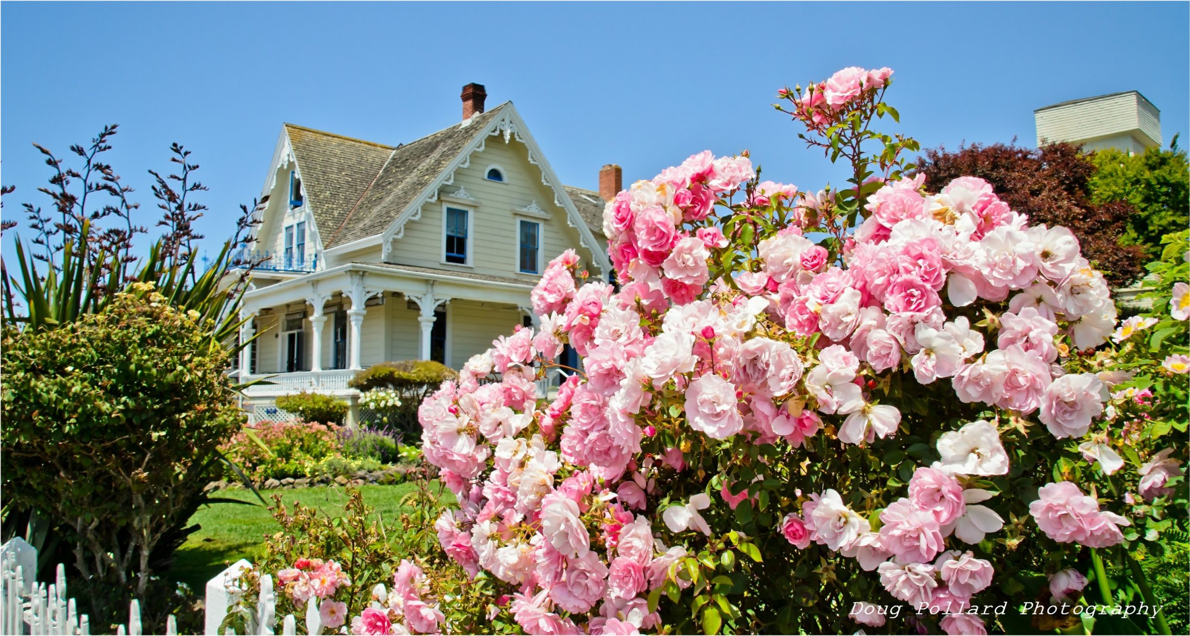 Pink roses in the front yard of the MacCallum House Inn, Mendocino, California.